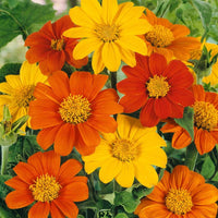 Mexican Sunflower – Tithonia Seed