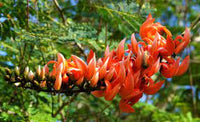 Butea Monosperma Seeds