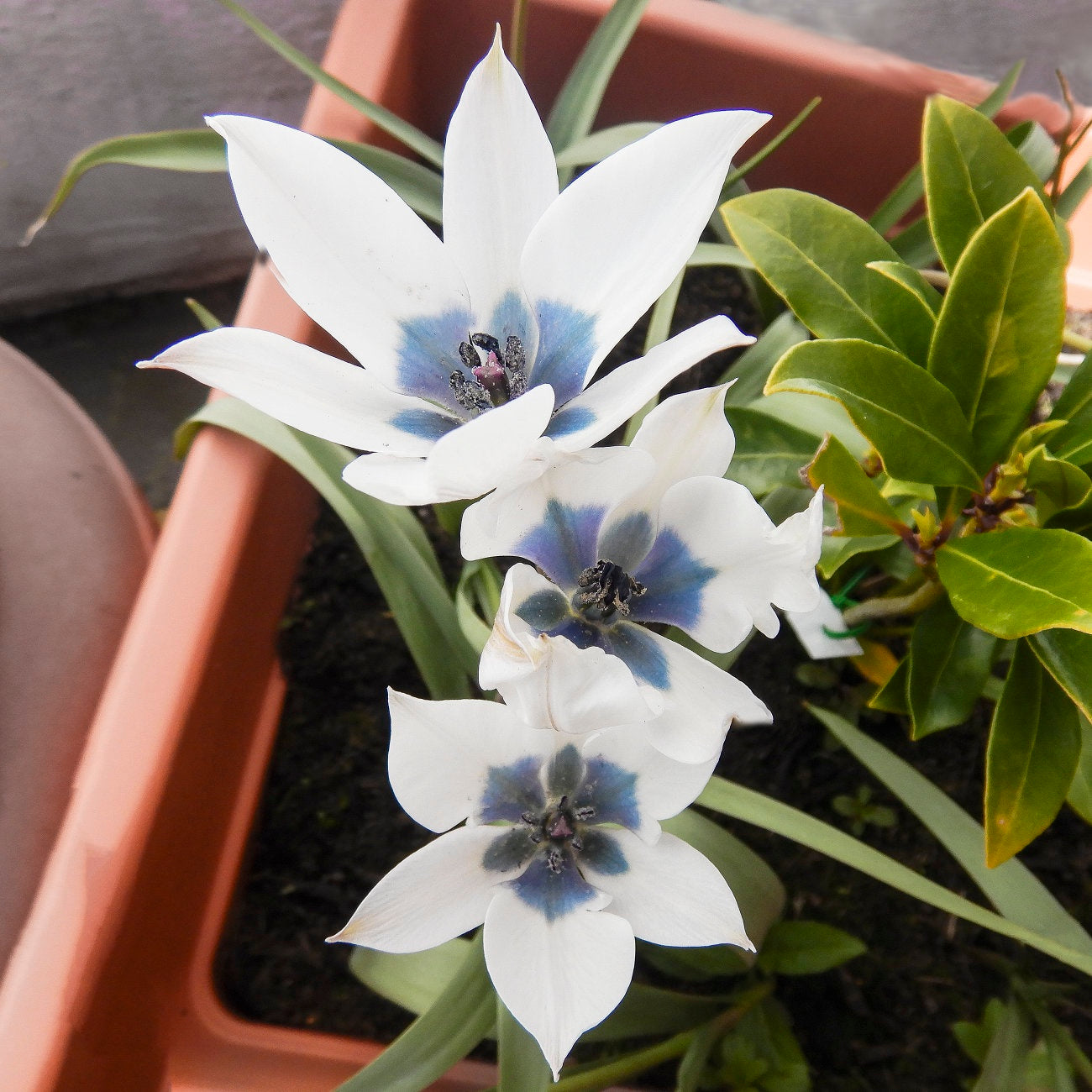 Wild Blue Heart Tulip Seeds