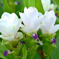 Curcuma White Bulbs