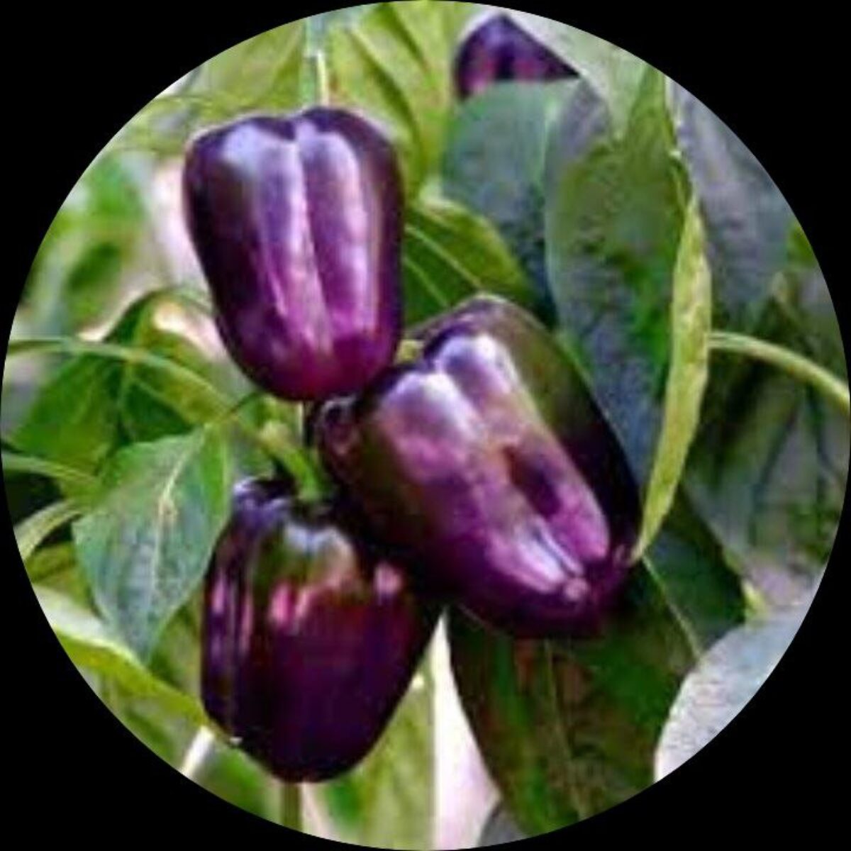 Capsicum- Purple Beauty