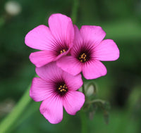 Oxalis Mix Colors Bulbs