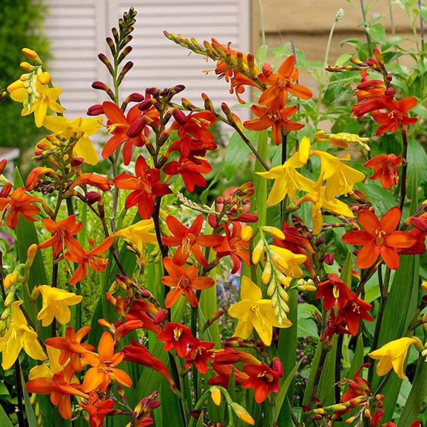 Crocosmia Montbretia Mix Color Bulb