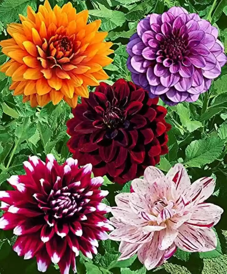 Bicolour Dinnerplate Dahlia Mixture