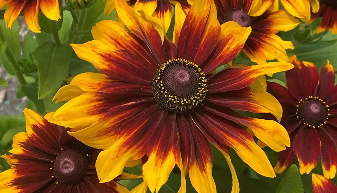 Gloriosa Double Daisy – Organic Rudbeckia Seed