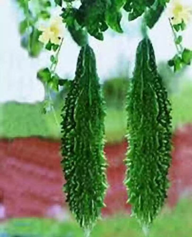 Bitter Gourd Santur Vegetable Seeds