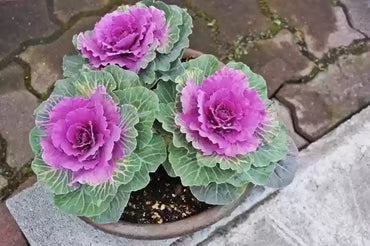 Crane Red – Ornamental Kale Seed