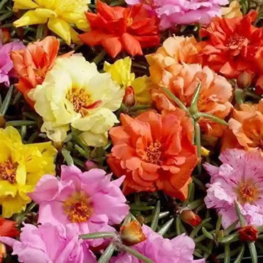 Hybrid Mixed Color Flower Seeds