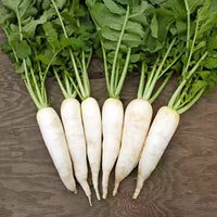 Radish Pusa Chetki Vegetable Seeds