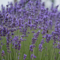 Munstead-Type – Lavender Seed