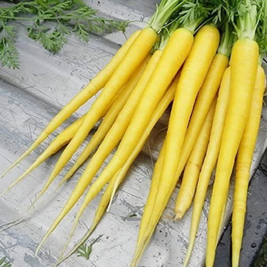 Yellow Moon – Yellow Carrot Seeds