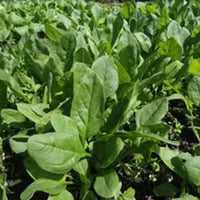 Spinach Kantewali Vegetable Seeds