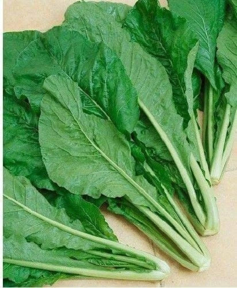 Mustard Greens- Komatsuna