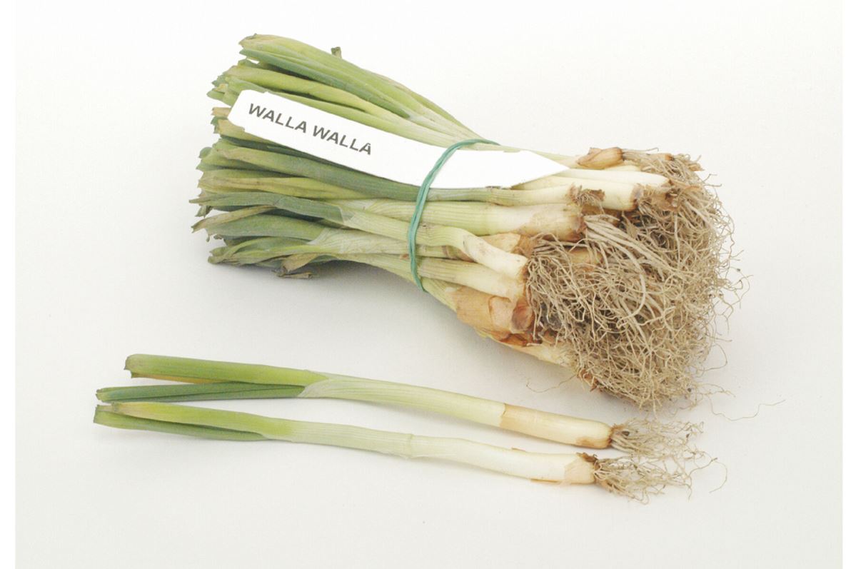 Walla Walla – Onion seed