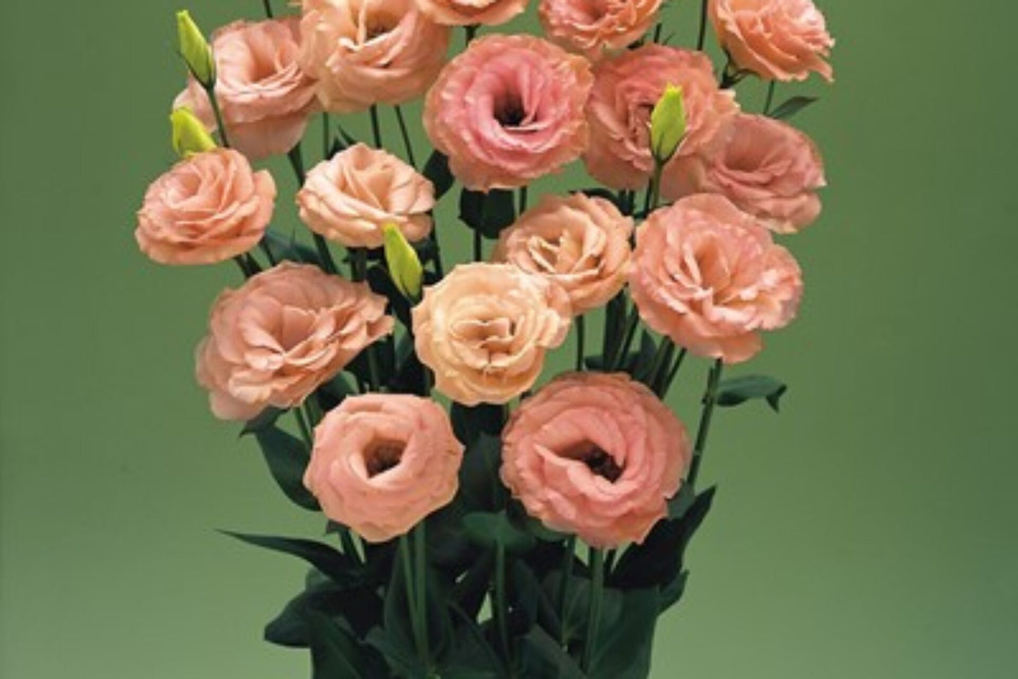 Arena III Apricot – Lisianthus Seed