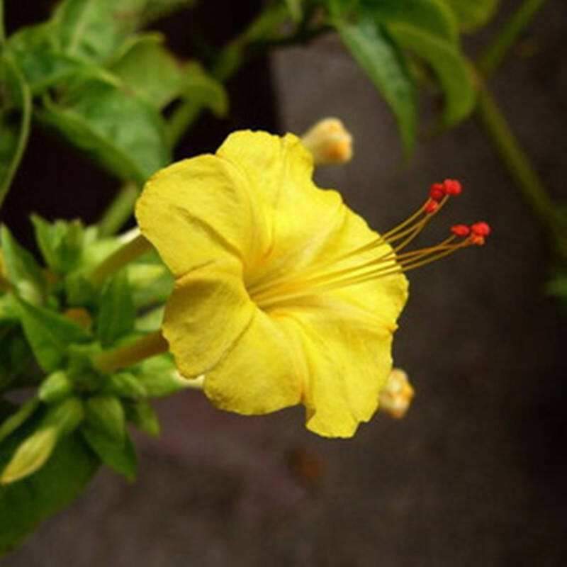 Margarita Carolina yellow Jessamine