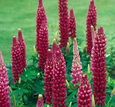 Colorful Rainbow Lupine Plants Russell Lupinus Beauty Flower