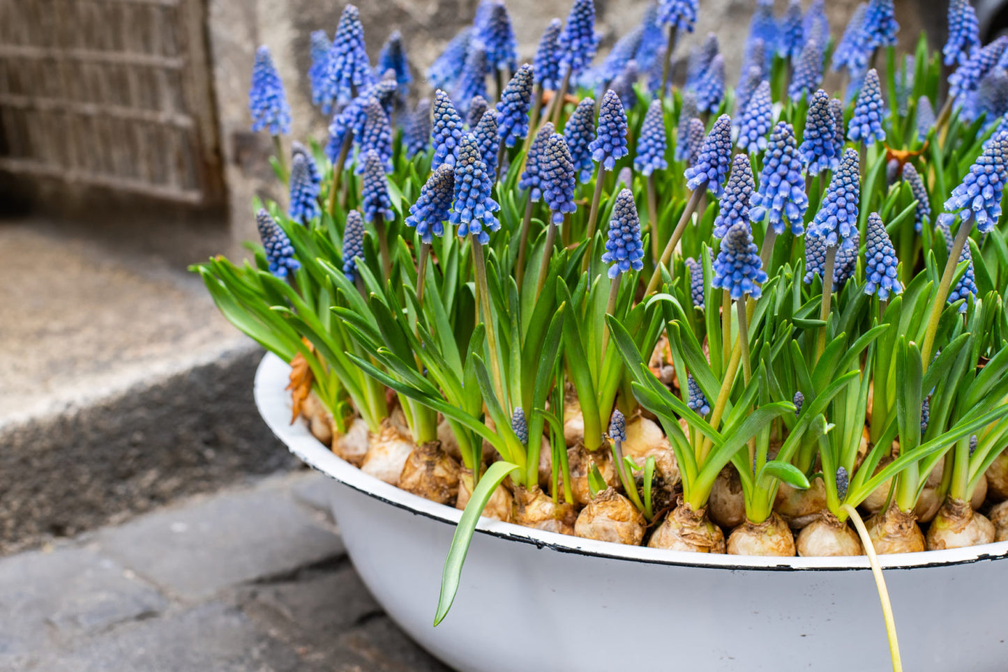 Muscari Grape Bulbs