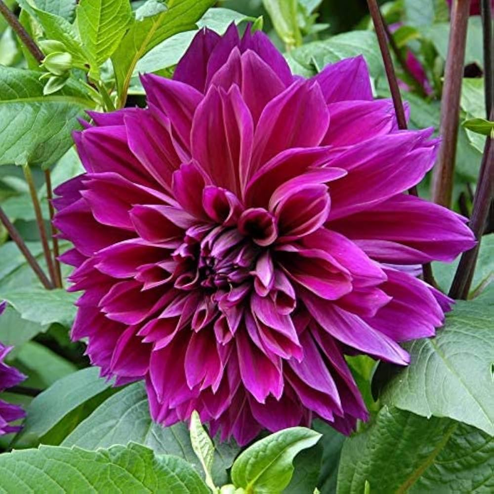 Thomas Edison Dahlia