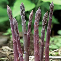 Asparagus- Purple (Crown)