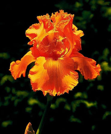 Iris Orange Bulb