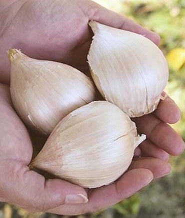 Elephant Garlic