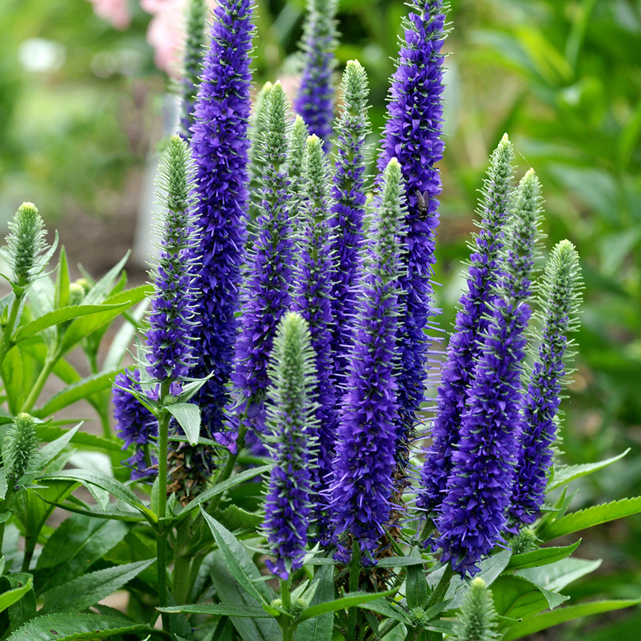 Ulster Dwarf Blue Speedwell