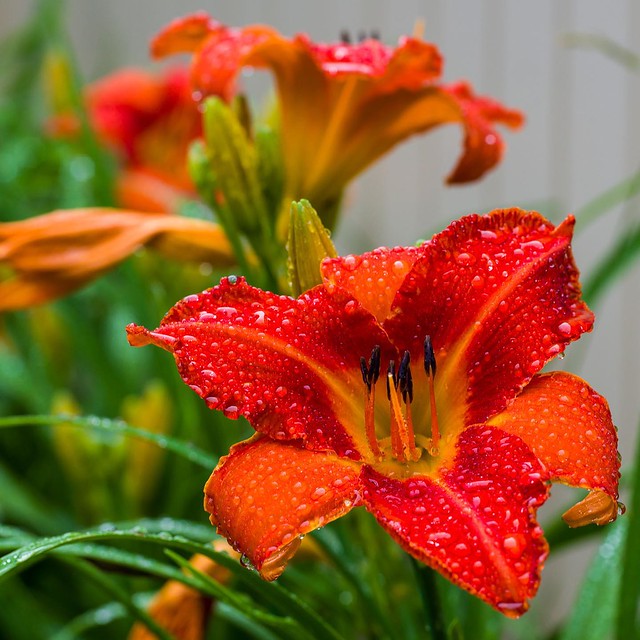 Alabama Jubilee Daylily