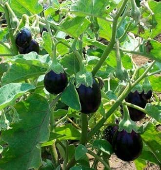 Brinjal Hybrid Round Vegetable Seeds