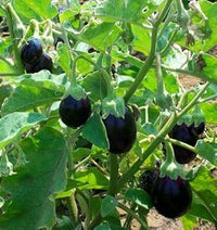 Brinjal Hybrid Round Vegetable Seeds