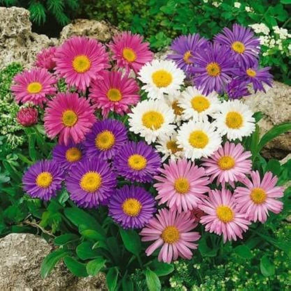 Aster Blossom Seeds