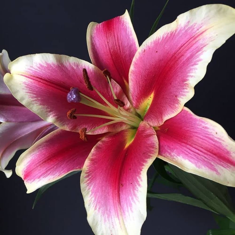 Lilies Mix Color Bulbs