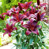 Constable Longiflorum Asiatic Lily Maroon Bulbs