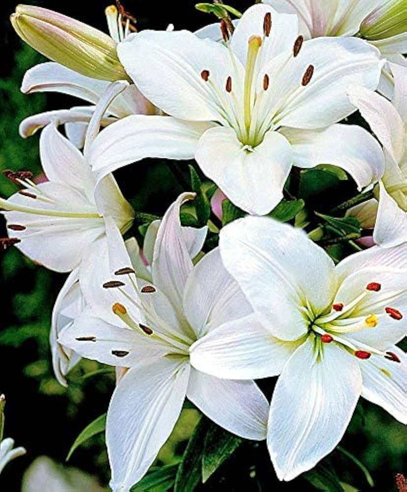 Tavira Asiatic Lily White Bulbs