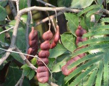 Organic Shikakai Acacia Concinna Seeds