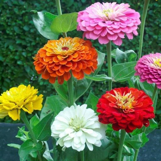 Zinnia State Fair Mix Seeds