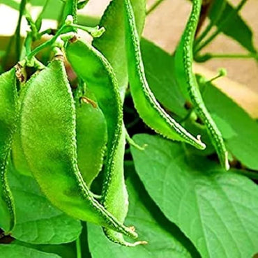 Dolichos Improved, Sem Phali, Lima Beans Vegetable Seeds