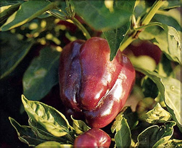 Capsicum- Chocolate Beauty