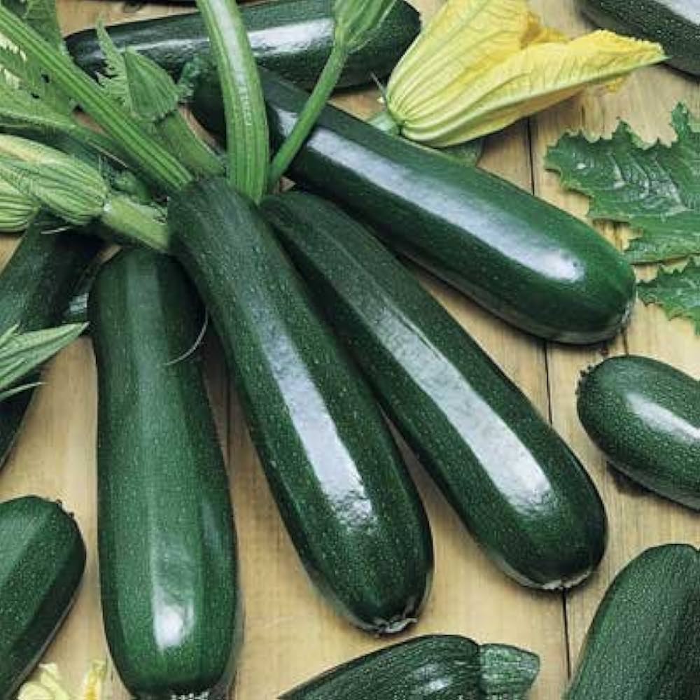 Zucchini- Black Beauty