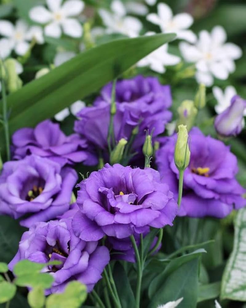 Mariachi Blue – Lisianthus Seed