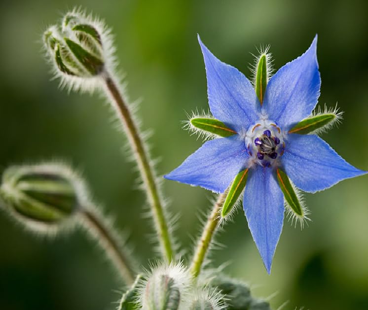 Borage Seeds