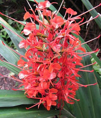 Hedychium Mix Colors Bulbs