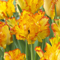 Tulip Amazone Yellow Pink Bulbs