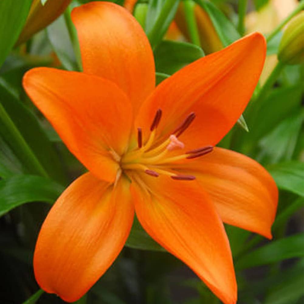 Honesty Asiatic Lily Dark Orange Bulb