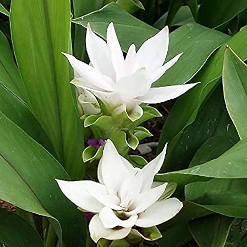 Curcuma White Bulbs