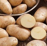 Certified Seed Potato- Dutch Cream