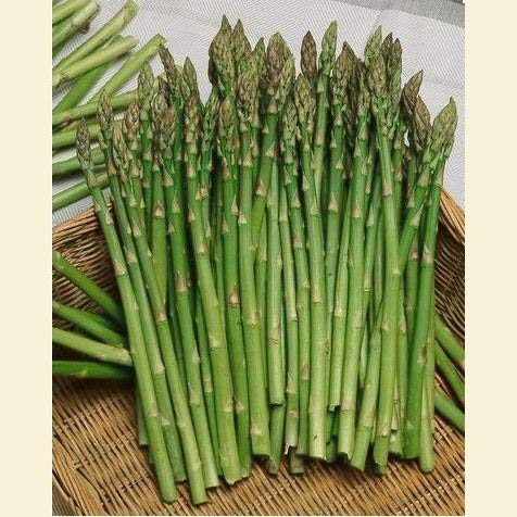 Asparagus- Mary Washington