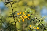 Hardy Acacia Nilotica Babul Seeds