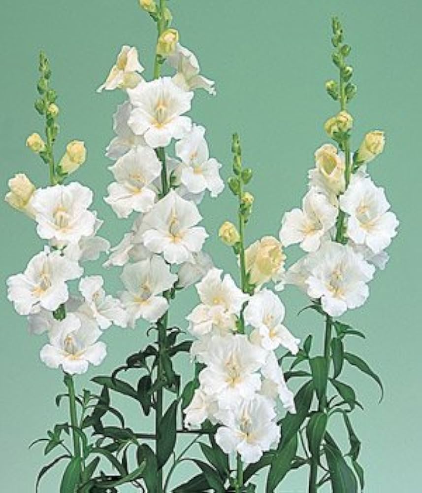 Chantilly White – Snapdragon Seed