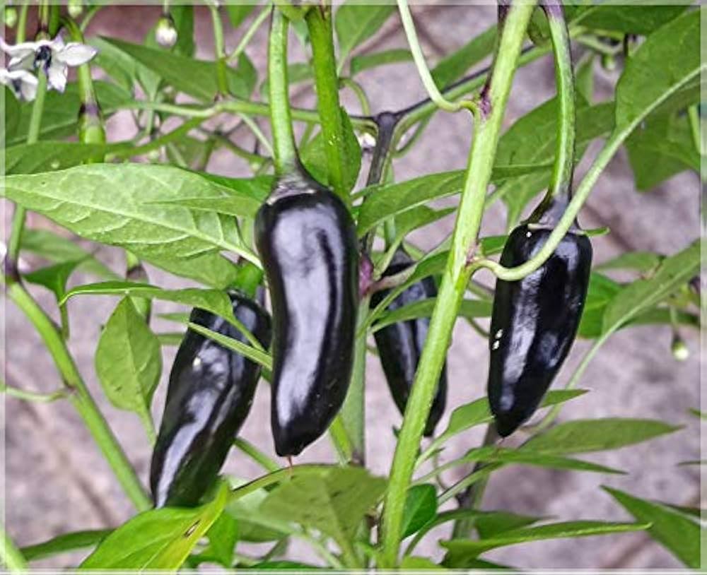 Chilli- Hungarian Black